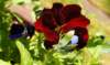 dsc00316_small.jpg