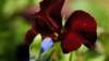 dsc00318_small.jpg