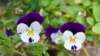 dsc00320_small.jpg