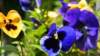 dsc00321_small.jpg