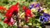 dsc00322_small.jpg
