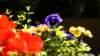 dsc00323_small.jpg