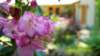 dsc00331_small.jpg