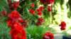 dsc00332_small.jpg