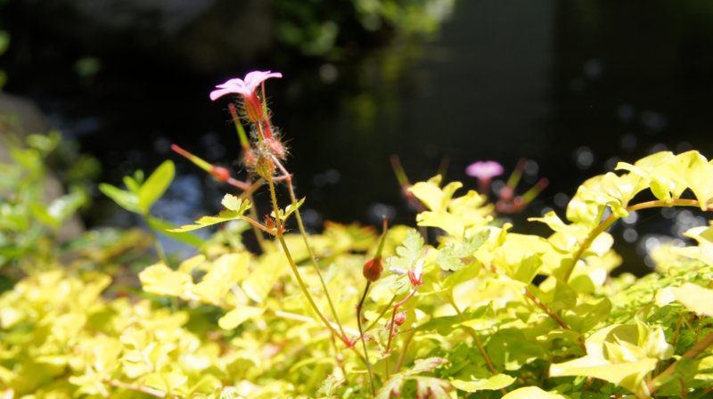 dsc00333.jpg
