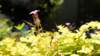 dsc00333_small.jpg