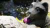 dsc00334_small.jpg