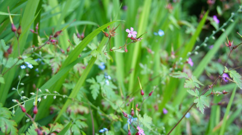 dsc00342.jpg