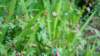 dsc00342_small.jpg