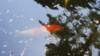 dsc00343_small.jpg