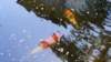 dsc00344_small.jpg