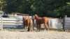 dsc00481_small.jpg