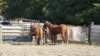 dsc00482_small.jpg
