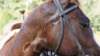 dsc00517_small.jpg