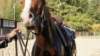 dsc00518_small.jpg