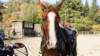 dsc00520_small.jpg