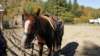 dsc00522_small.jpg