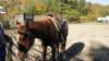 dsc00523_small.jpg