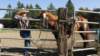 dsc00524_small.jpg