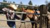 dsc00527_small.jpg