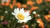 dsc00222_small.jpg