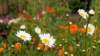 dsc00223_small.jpg