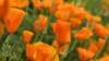 dsc00228_small.jpg