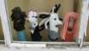 dsc00241_small.jpg