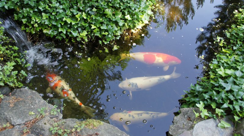 dsc00370.jpg