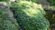 dsc00371_small.jpg