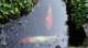 dsc00373_small.jpg