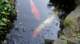 dsc00375_small.jpg