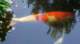 dsc00381_small.jpg
