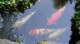 dsc00383_small.jpg