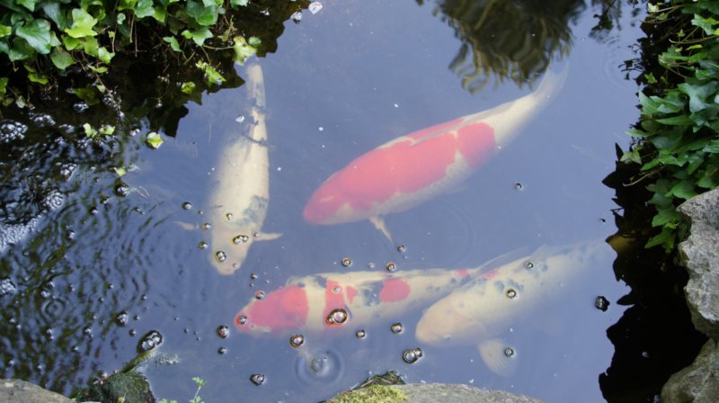 dsc00384.jpg