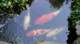 dsc00384_small.jpg