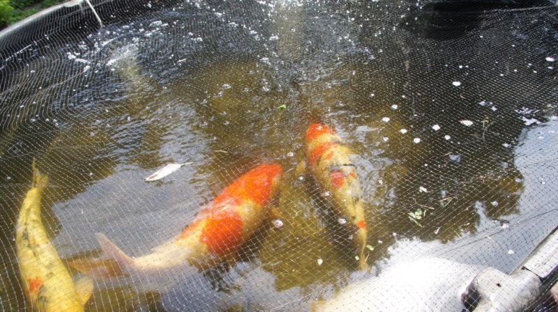 dsc00388.jpg
