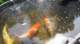 dsc00388_small.jpg