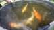 dsc00389_small.jpg
