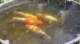 dsc00405_small.jpg