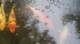 dsc00442_small.jpg