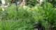 dsc00455_small.jpg