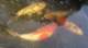 dsc00459_small.jpg