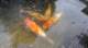 dsc00460_small.jpg