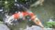 dsc00468_small.jpg