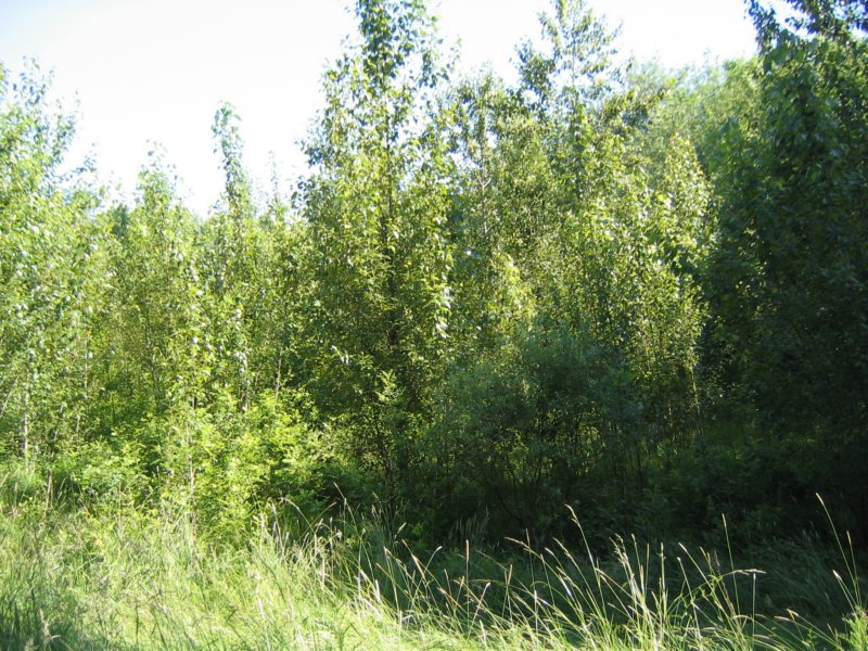 main010.jpg